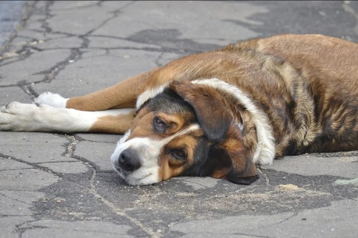 כלב על האספלט