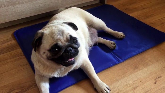 כלב על מזרן קירור