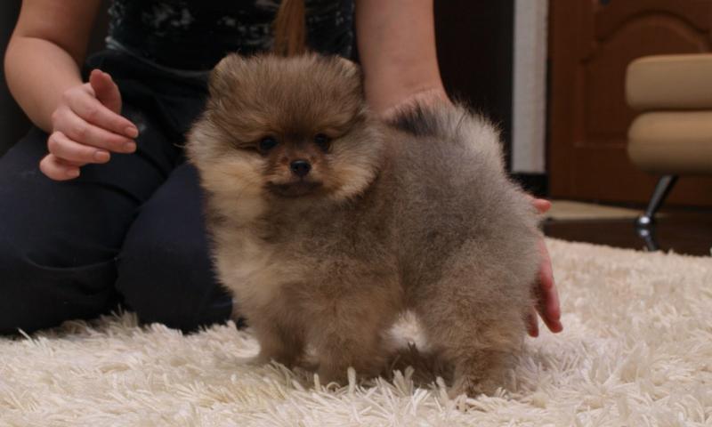 כלב שנראה כמו דובי