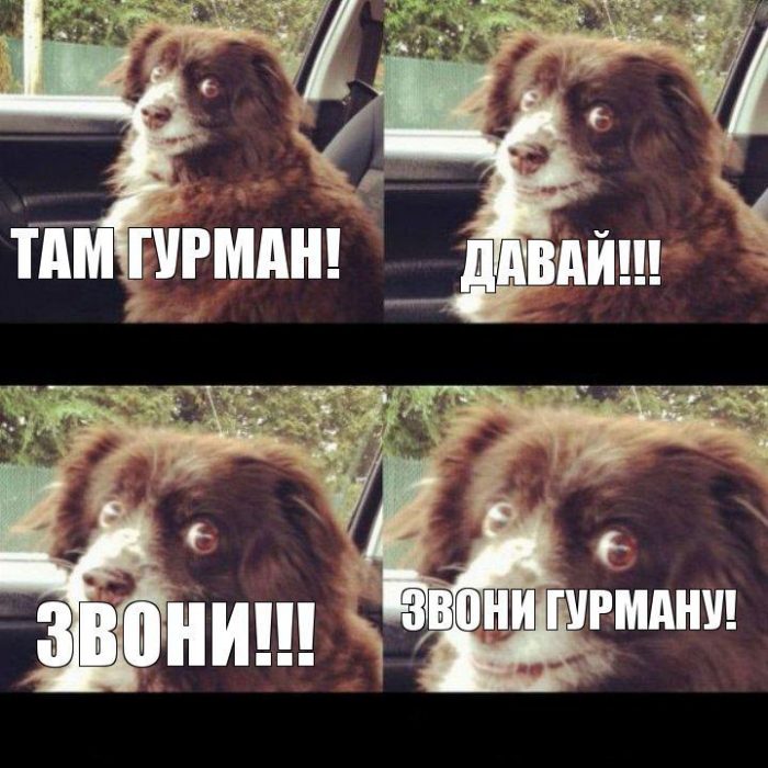 כלב במכונית