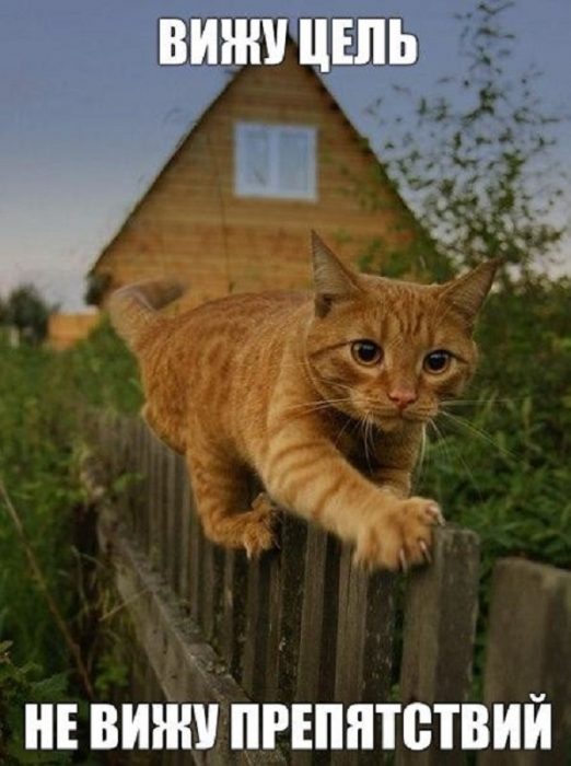 ממים של חתולים