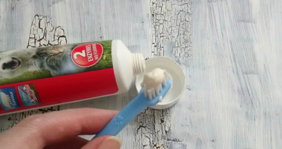 משחת שיניים ומברשת שיניים לכלבים