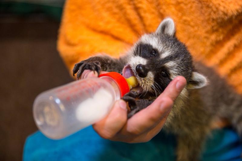 החיה מתאוששת.