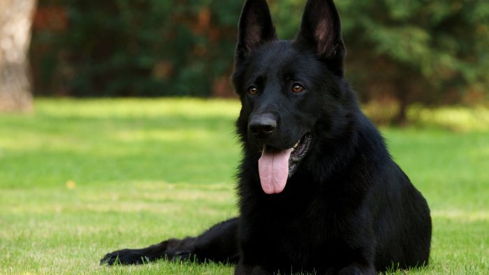 רועה גרמני שחור