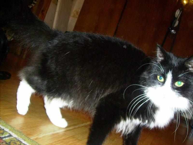 חתול שחור ולבן עם גורים