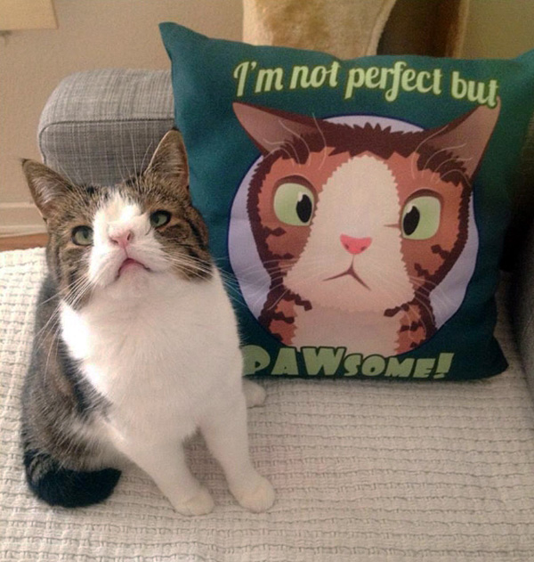 מונטי החתול, שאין לו עצם באף.