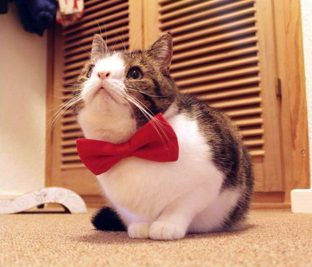 מונטי החתול, שאין לו עצם באף.