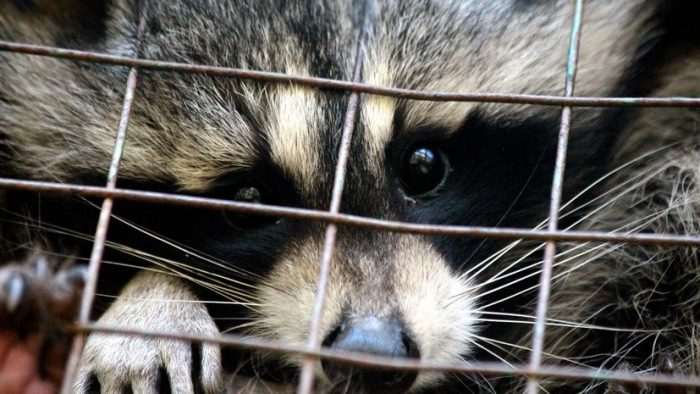 דביבון בפארק הלאומי סוצ'י