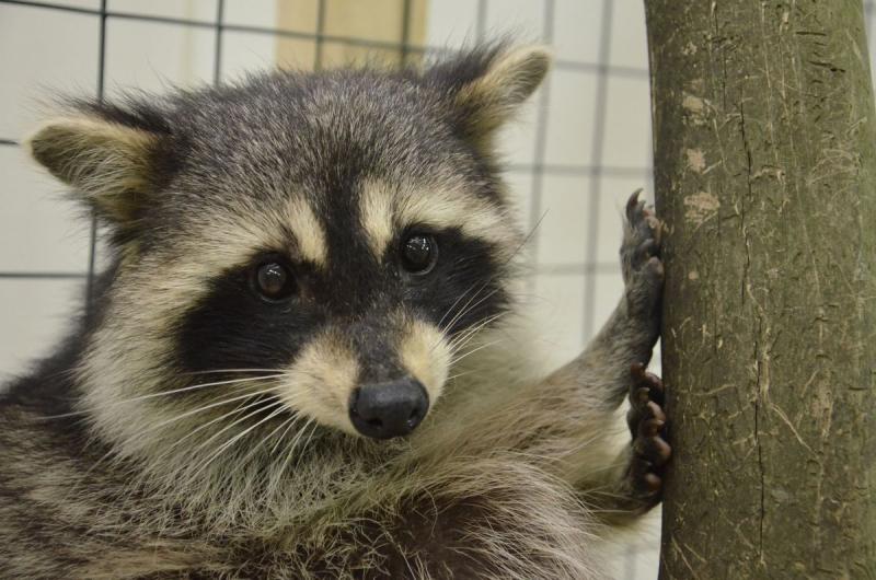 מומלץ לצוד דביבונים בפארק הלאומי סוצ'י.