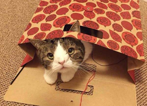 מונטי החתול, שאין לו עצם באף.