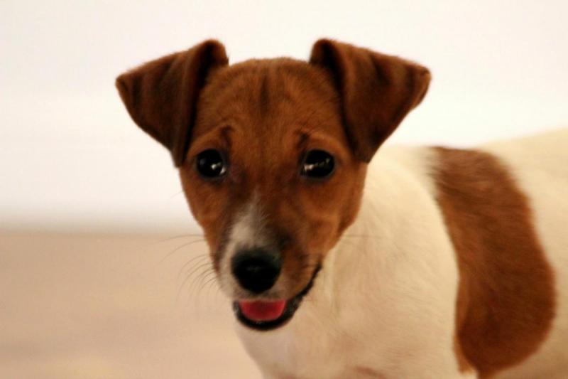 להאכיל את הכלב בשר חזיר