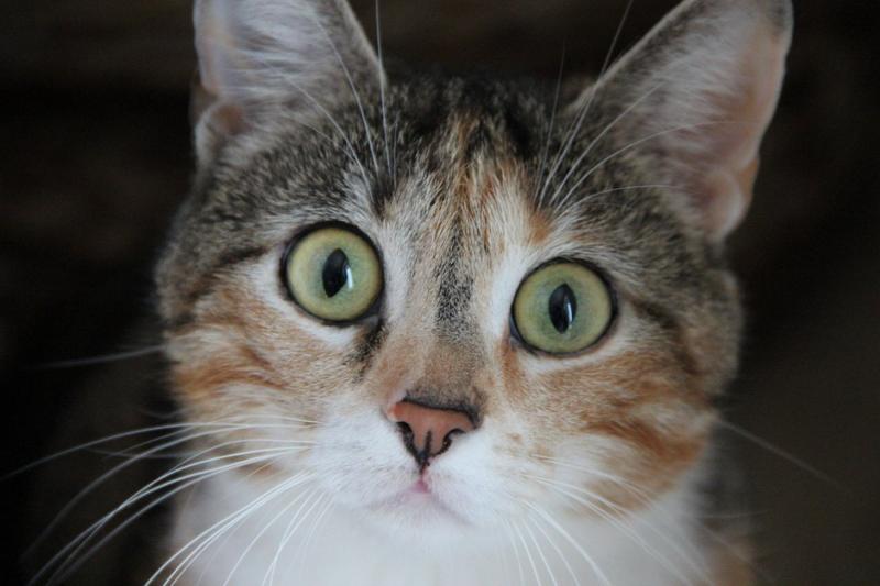 10 חתולים לפני ואחרי שנאספו מהרחוב