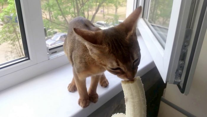 החתול אוכל בננה