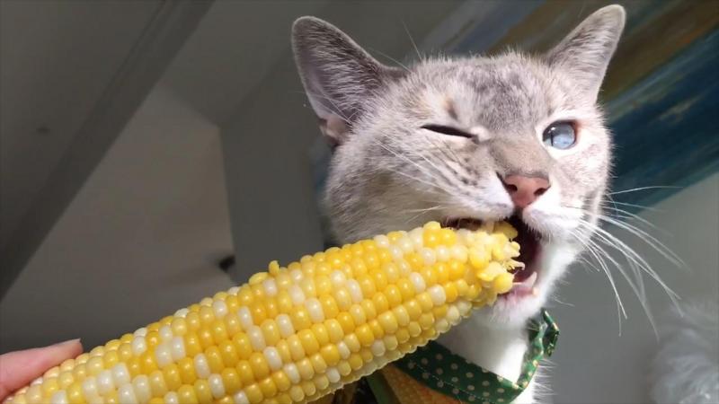 חתולים זללנים: הם יאכלו הכל