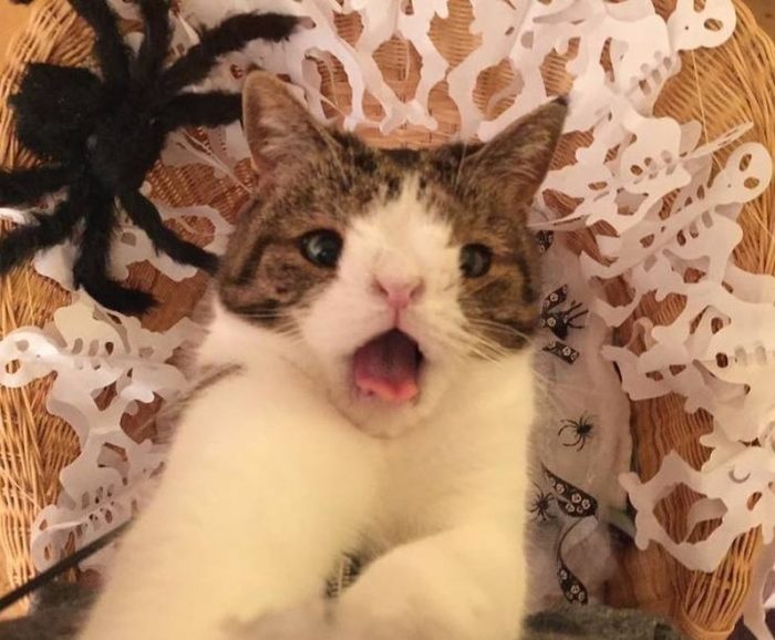 מונטי החתול, שאין לו עצם באף.