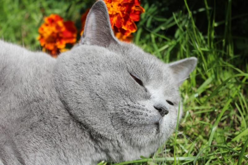 החתול נמתח על גבו