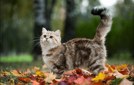 חתול עם זנב מורם גבוה