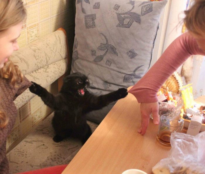 החתול תחב את טפריו בסוודרים