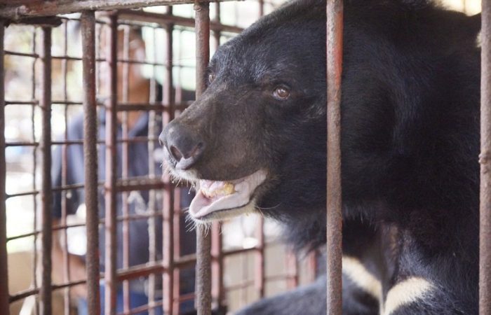 דובים שנמצאו בחווה