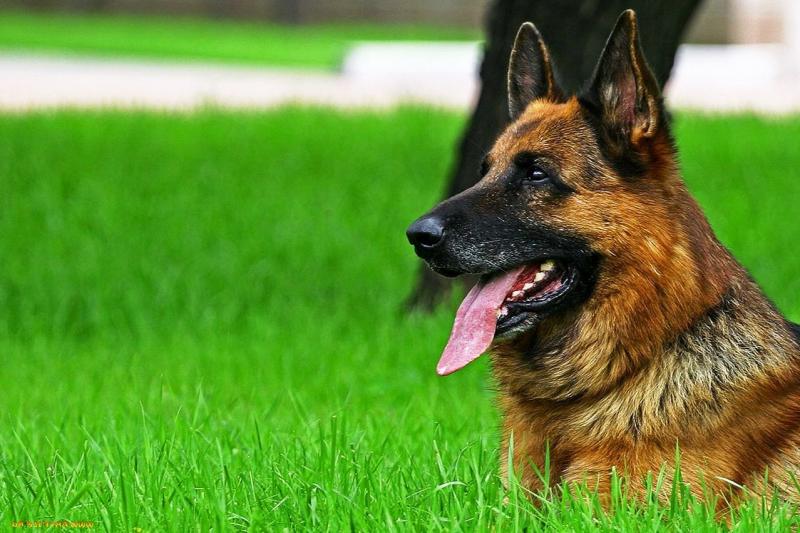 מה להאכיל רועה גרמני