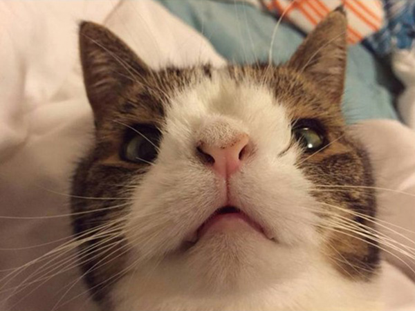 מונטי החתול, שאין לו עצם באף.