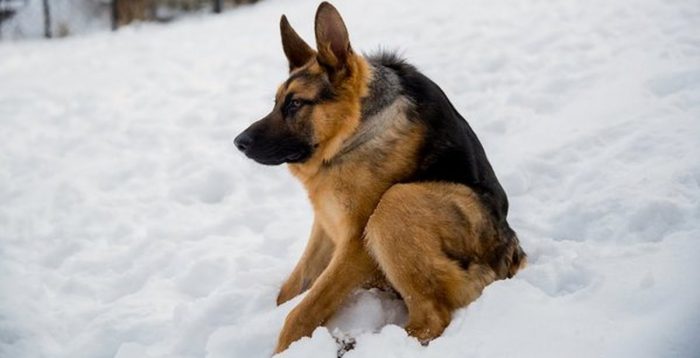 רועה בלי צוואר