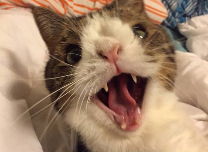 מונטי החתול, שאין לו עצם באף.