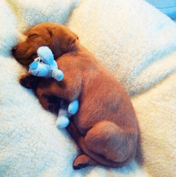 כלב עם ארנב כחול