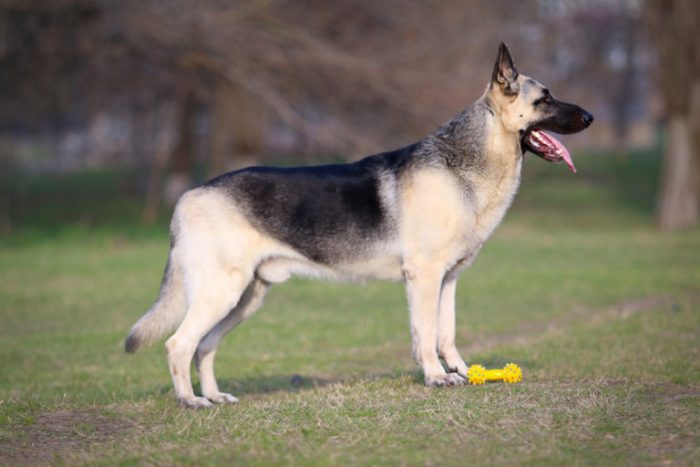 רועה מזרח אירופאי