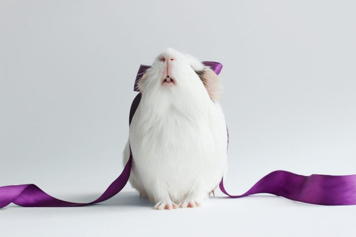 בובו שרקן הניסיונות עם סרט סגול