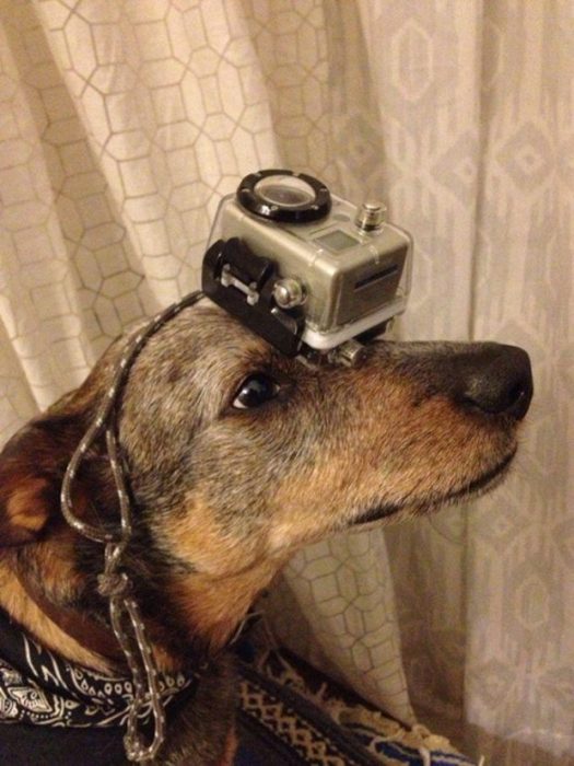 כלב עם חפץ על הראש