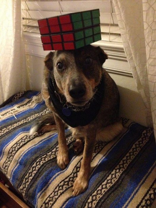 כלב עם קוביית רוביק על הראש