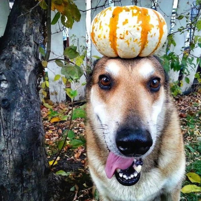 כלב עם דלעת על הראש