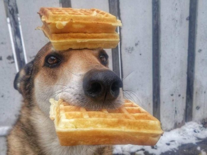 כלב עם וופלים על הראש