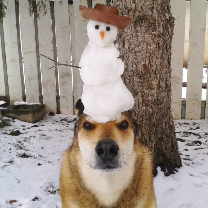 כלב עם איש שלג על הראש