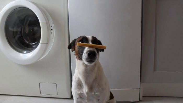 כלב עם מקל על האף