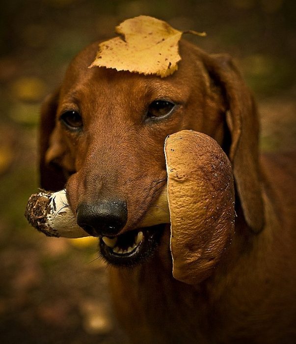 כלב עם עלה על הראש