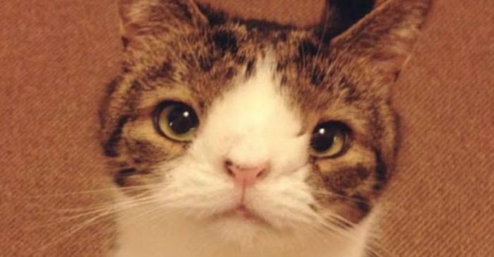 מונטי החתול, שאין לו עצם באף.