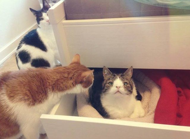 מונטי החתול, שאין לו עצם באף.