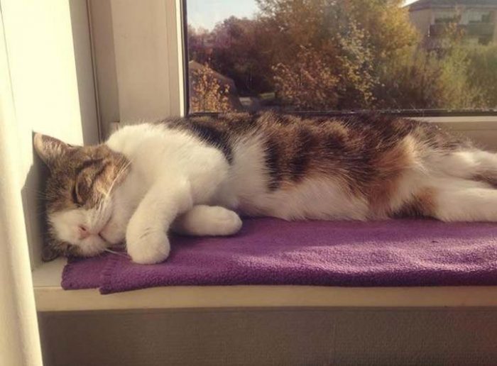 מונטי החתול, שאין לו עצם באף.