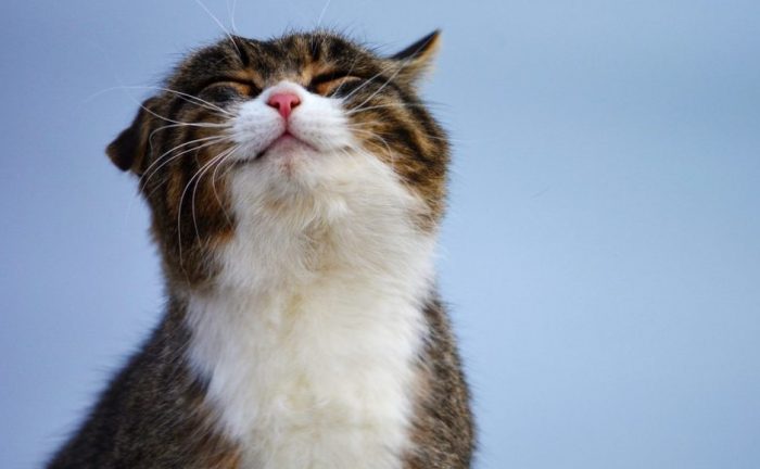 פנים של חתול שמח