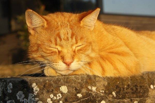 החתול הג'ינג'י נח