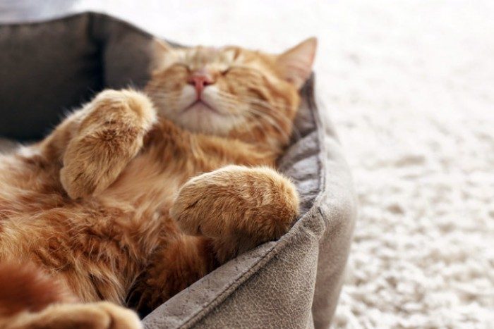 חתול ג'ינג'י ישן על גבו