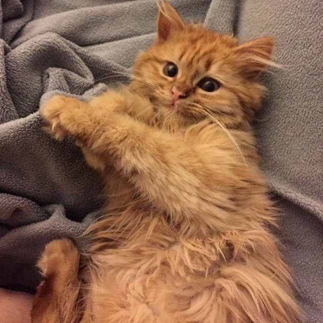 חתול ג'ינג'י רך במצב רוח שובב