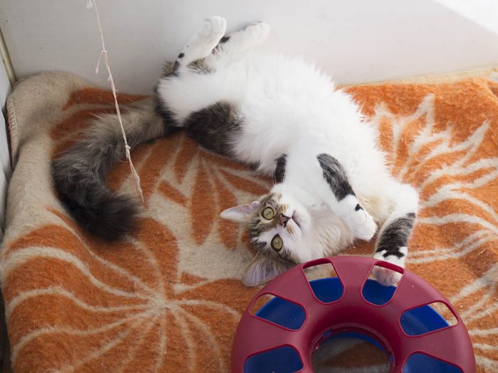 חתול רך משחק