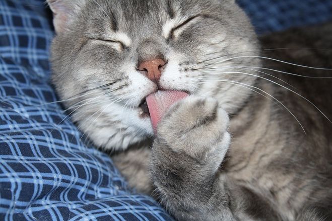 חתול אפור שוטף את עצמו