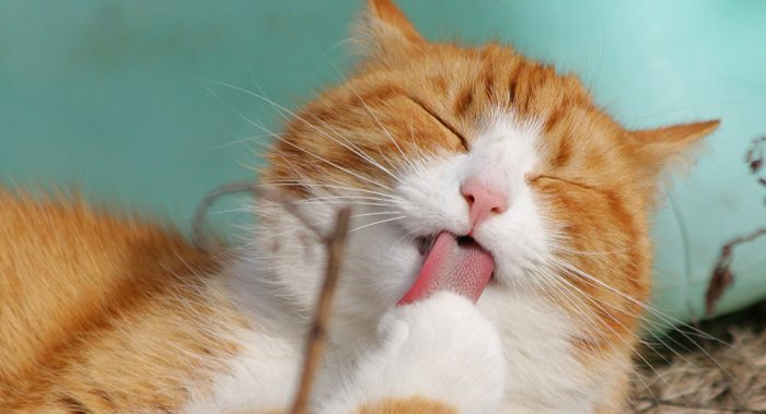 החתול הג'ינג'י שוטף את עצמו