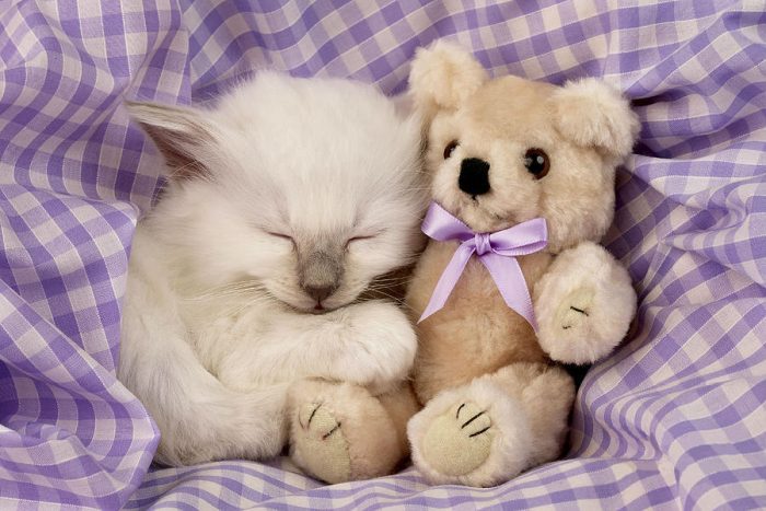 חתול לבן עם צעצוע רך