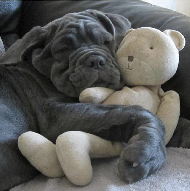 כלב עם צעצוע רך