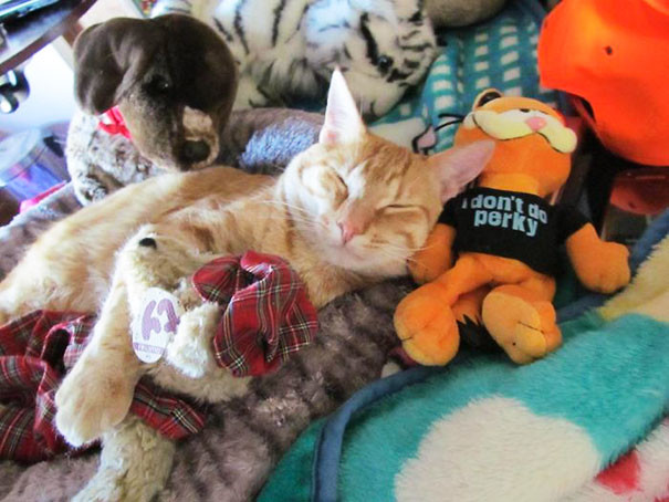 חתול ג'ינג'י בערימת צעצועים רכים